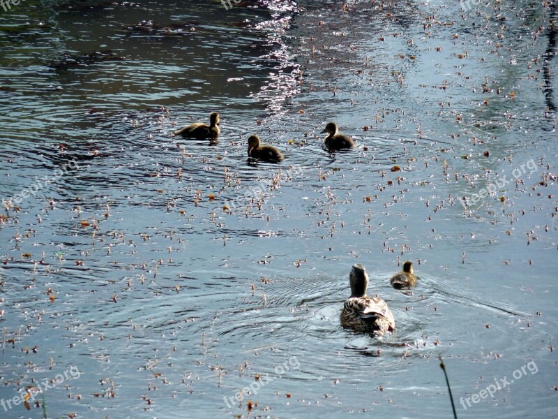 Duck Chicks Ducks Small Fluff