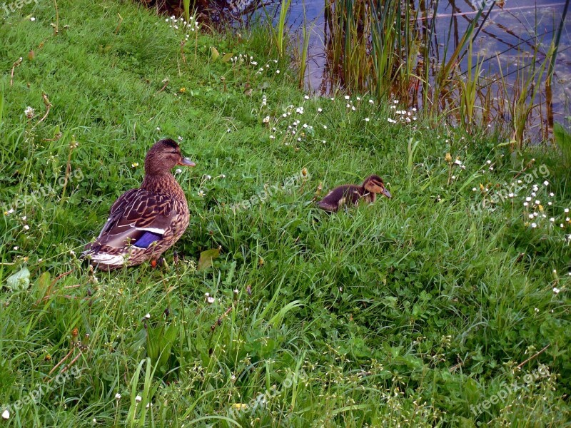 Duck Chicks Ducks Small Fluff