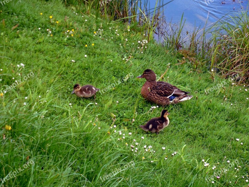 Ducks Chick Chicks Duck Mother Duck