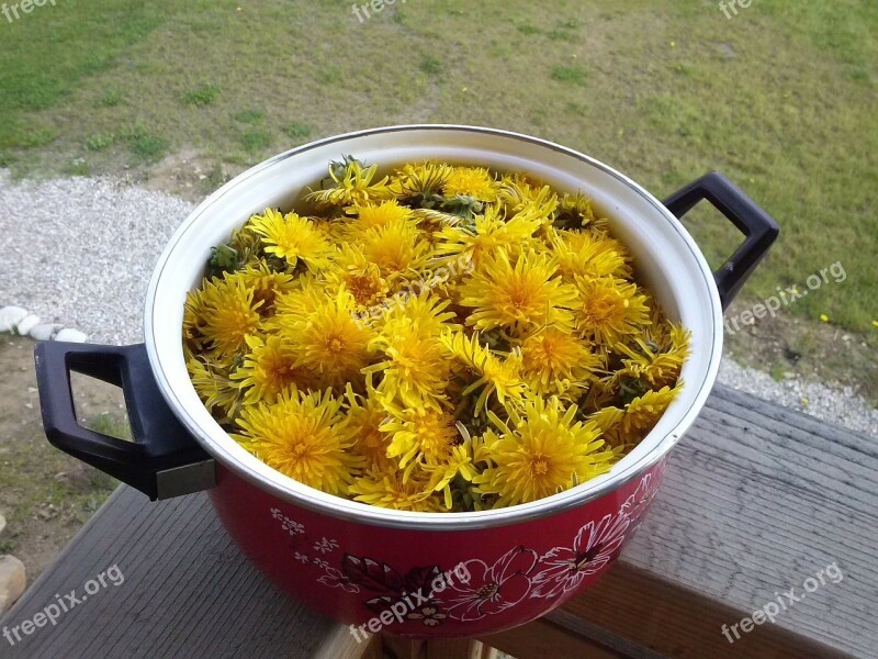 Dandelions Pot Yellow Free Photos