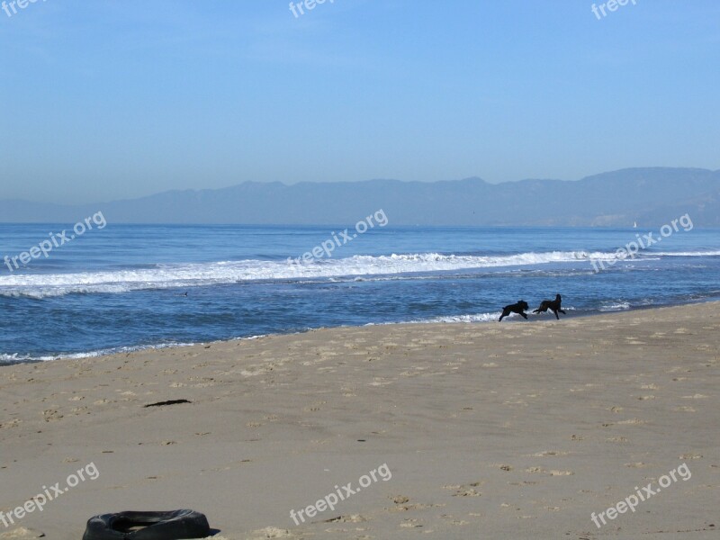 Oxnard Beach Dogs Wave Mountains