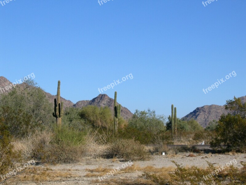 Arizona Cactuses Daytime Arid Mountains