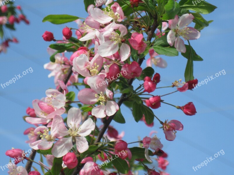 Crab Apple Blooms Spring Flower Blooming