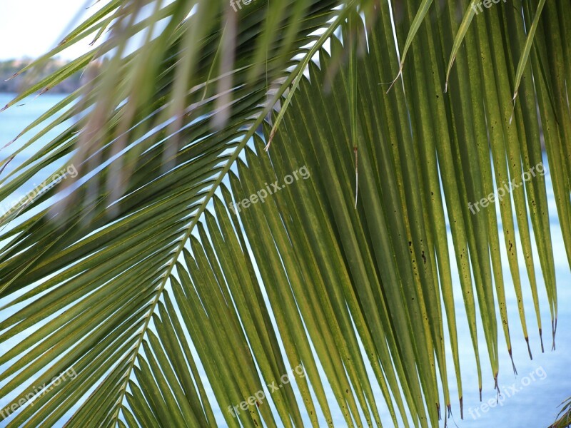 Palm Fronds James Light Green Leaves Fan Shaped