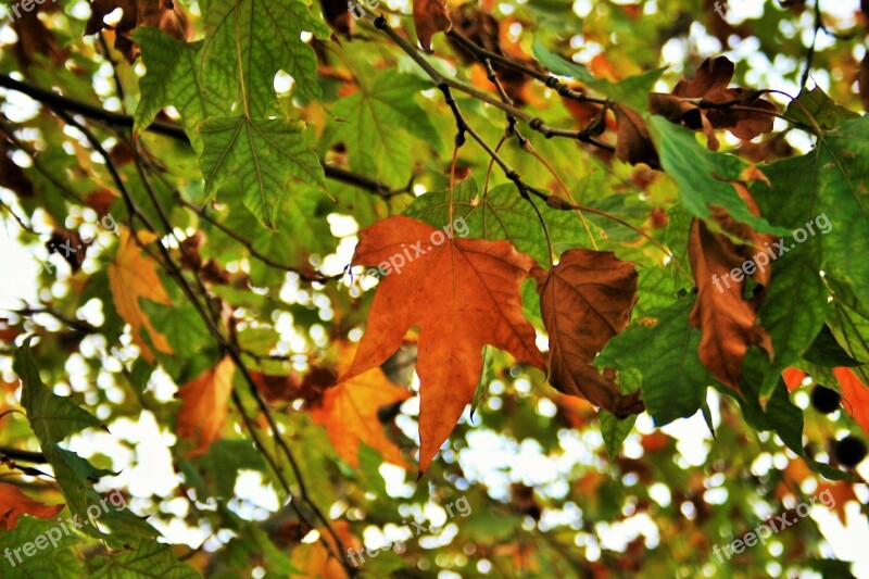 Autumn Leaves Leaves Foliage Yellow Orange