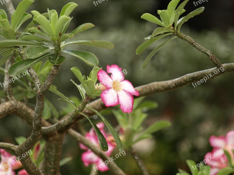 Blossom Bloom Tropics After The