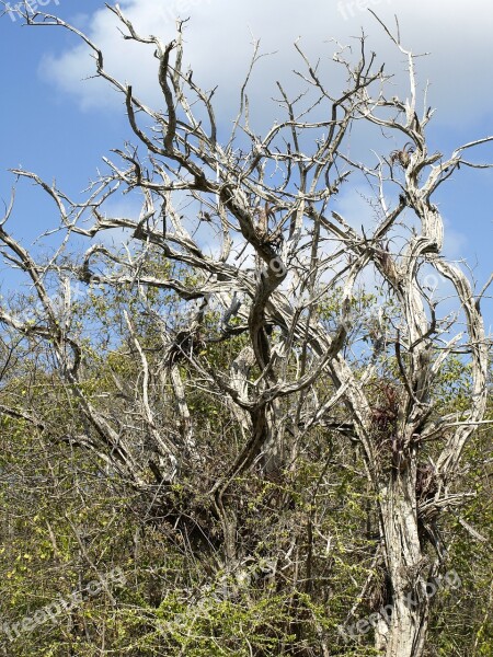 Tree Gnarled Old Branches Dead