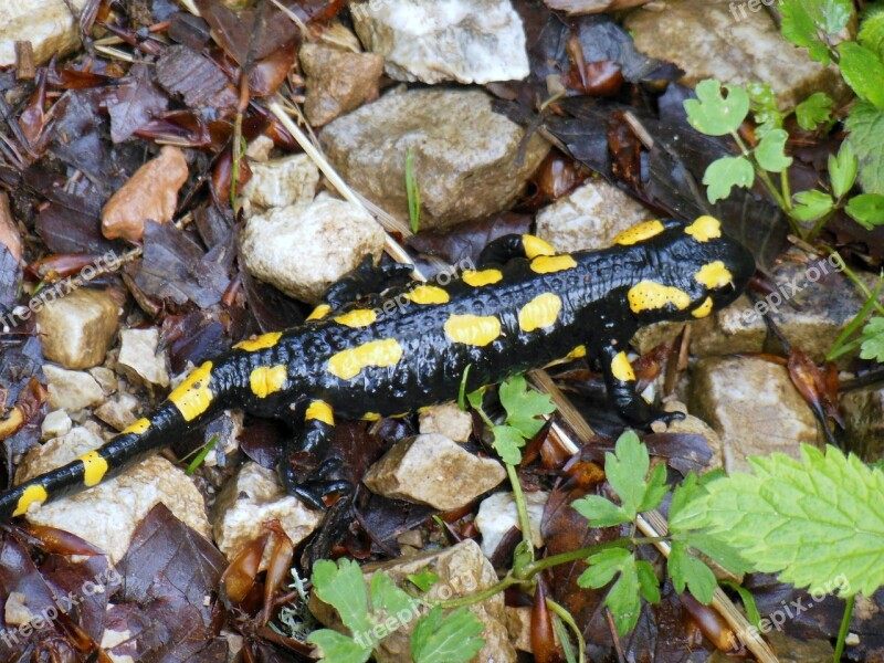 Salamander Lizard Mountains Hochfelln Bavaria