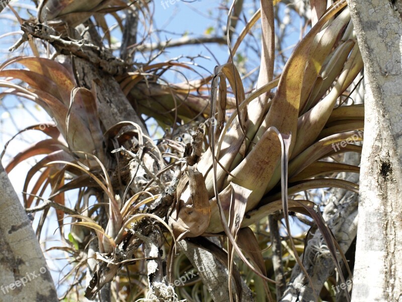 Plant Tillandsia Bromeliengewaechs Nature Tropics