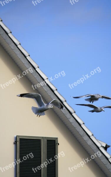 Gull Sky Birds House Window