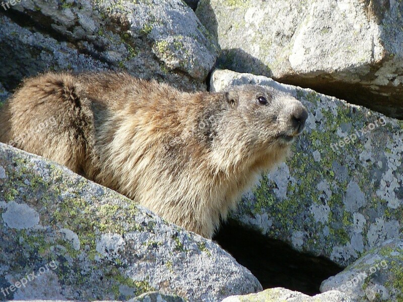 Marmot Rodent Herbivore Spring Rocks