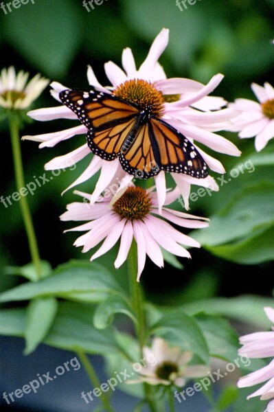 Butterfly Insect Monarch Free Photos