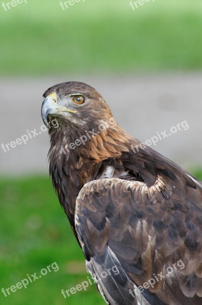 Adler Bird Of Prey Raptor Spotting Portrait