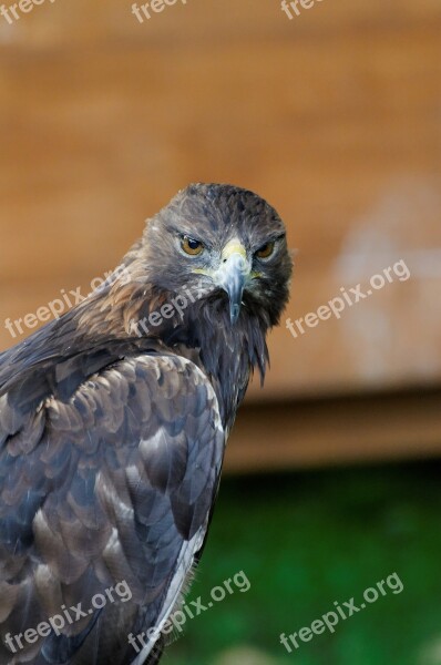 Adler Bird Of Prey Raptor Spotting Portrait