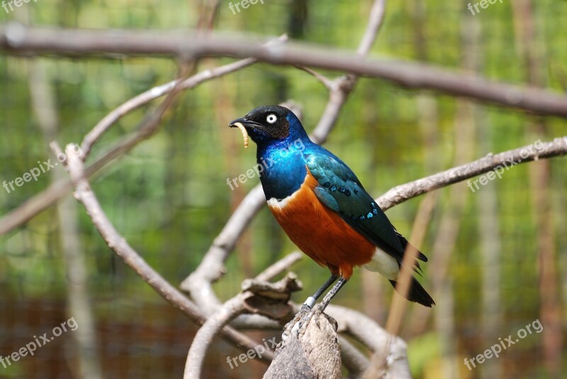 Starling Bird Blue Orange Feathered