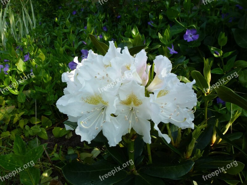 Rhododendron Blossom Bloom White Flower