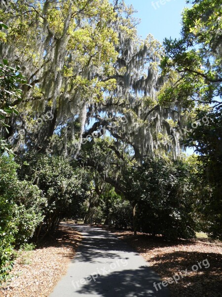 Trees Scenic Path Trail Park