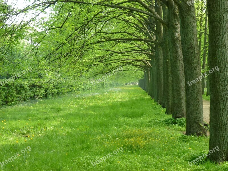 Celle Avenue Trees Spring May