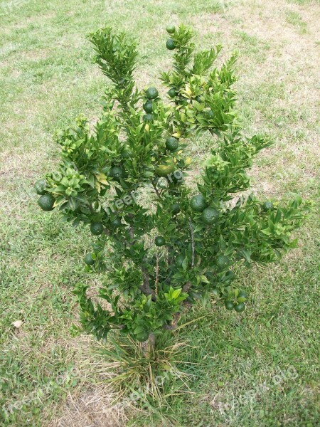 Bush Lime Citrus Citrus Tree Lime Tree