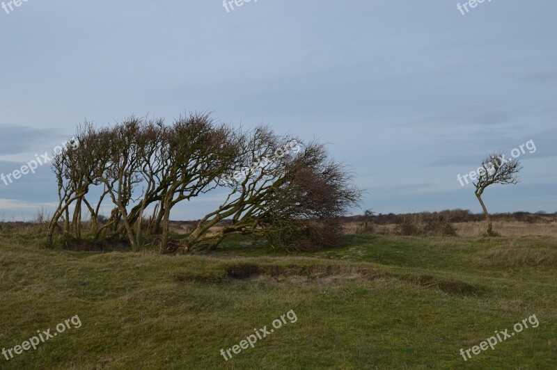 Island Tree Bush Nature Schiermonnikoog