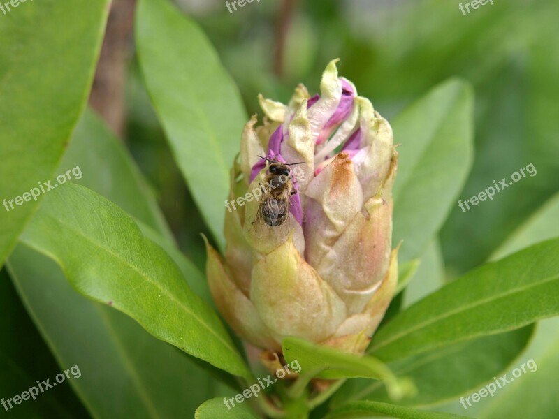 Rhododendron Bud Bee Free Photos