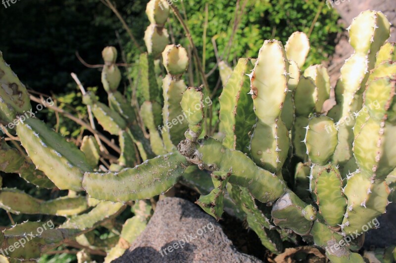 Selenicereus Anthonyanus Cactus Fish Bone Cactus Rick Rack Cactus Zig-zag Cactus