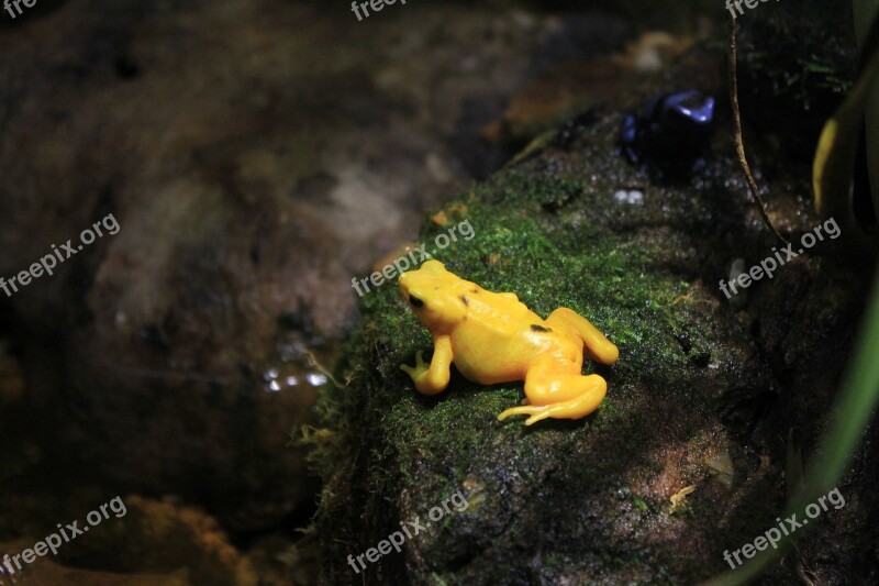 Panamanian Golen Frog Frog Yellow Poisonous Animals