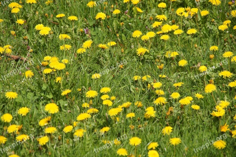 Flowers Plant Medicinal Products Nuns Dandelion