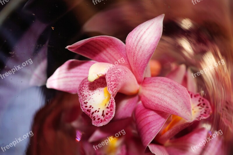 Orchid Flower Blossom Bloom Purple