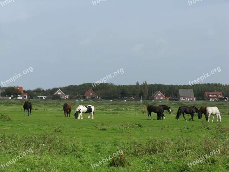 Horses Pasture Palomino Borkum Free Photos