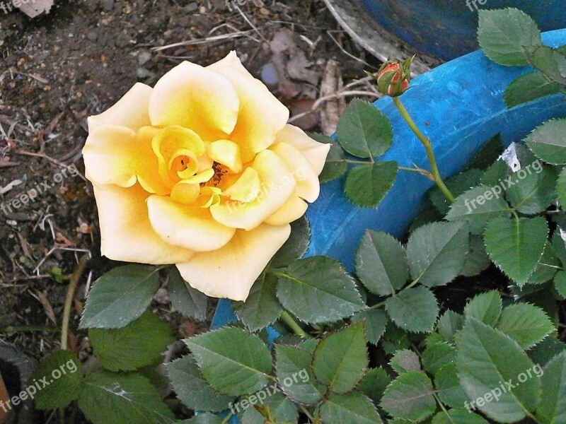 Rose Yellow Flowers Potted Plants Rose Garden Free Photos