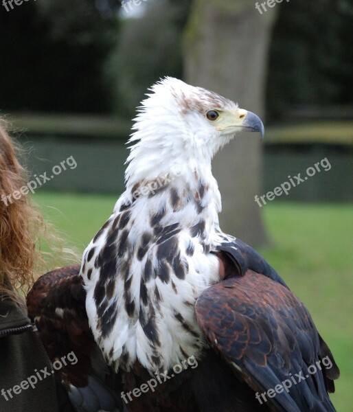 Eagle Predator Sharp Eyed Close