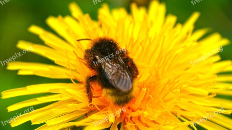 Yellow Flower Bee Macro Pollination Free Photos