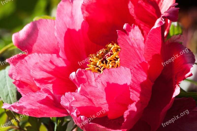 Peony Flower Nature Flora Spring