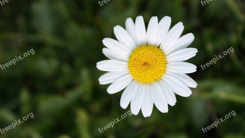 Flower Daisy Yellow White Free Photos