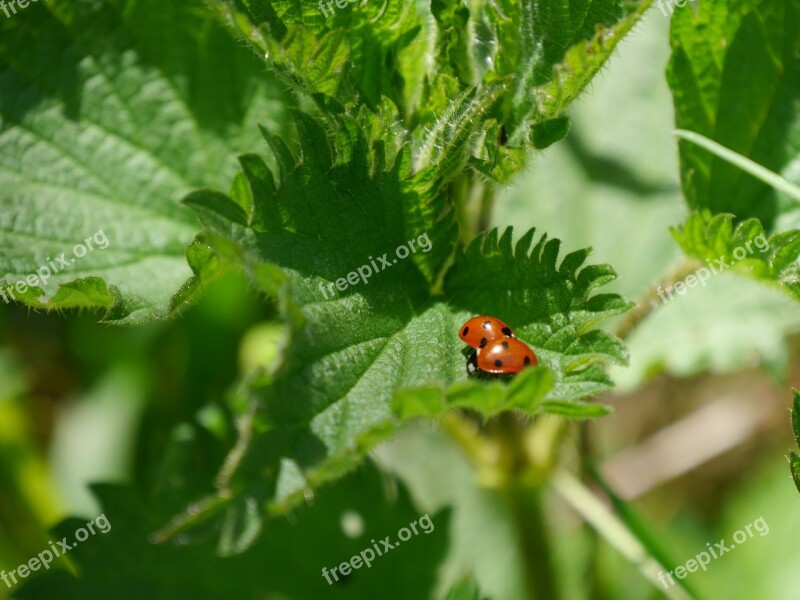 Stinging Nettles Plant Nature Botany Urticaceae