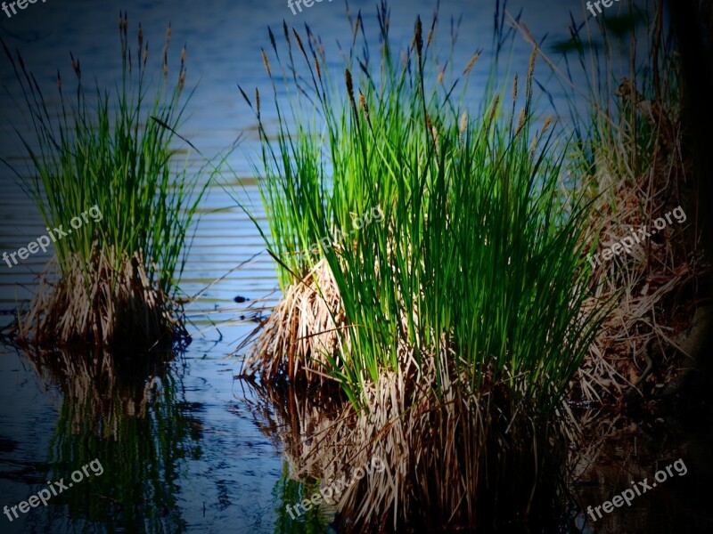 Lake Water Reed Grasses Mood