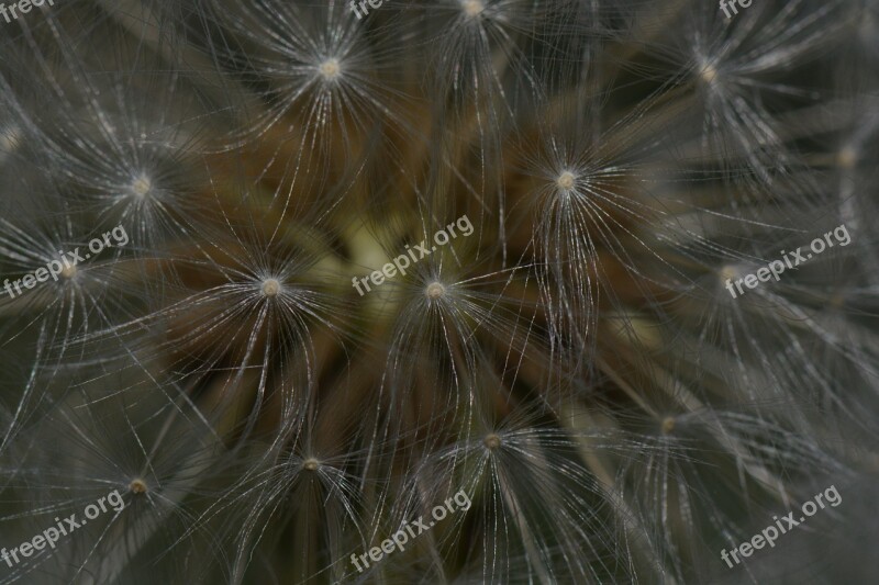 Dandelion Nature Flower Macro Fluff