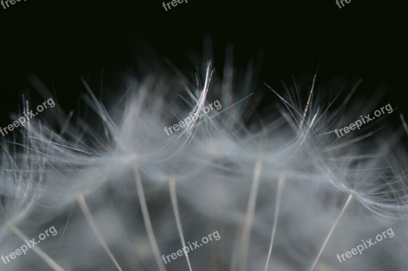 Dandelion Nature Flower Macro Fluff