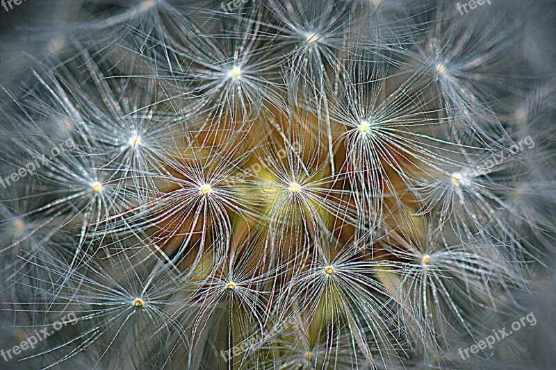 Dandelion Nature Flower Macro Fluff