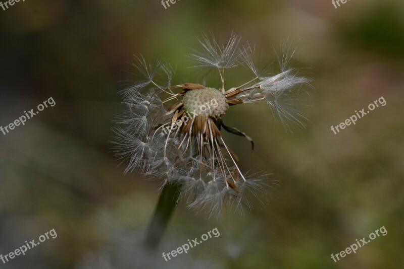 Dandelion Nature Flower Macro Fluff