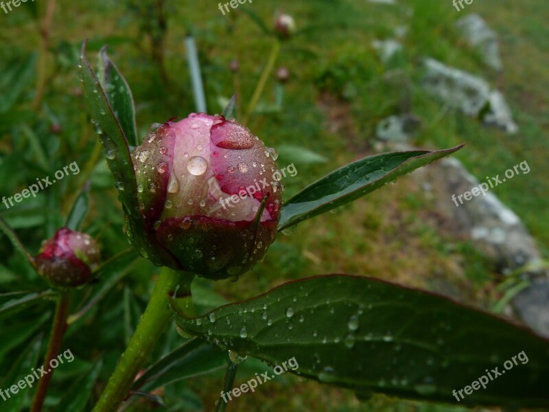 Flowers Nature Garden Macro Peony