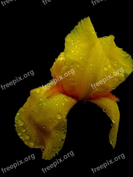 Flower Macro Iris Yellow Nature