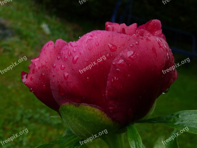 Flower Nature Macro Peony Red