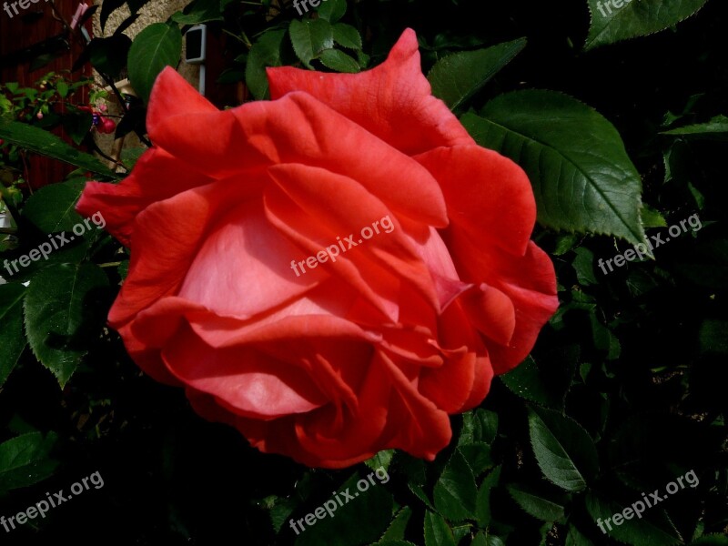 Flowers Nature Macro Red Petals