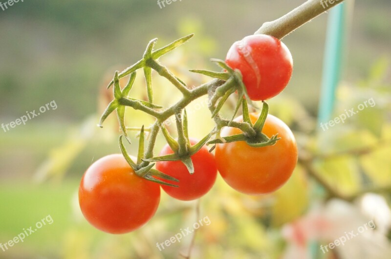 Vegetables Tomato Red Free Photos