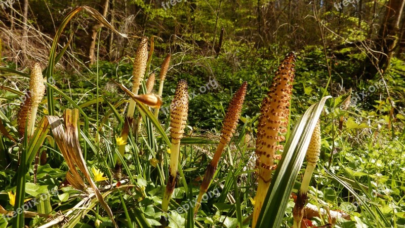 Plant Horsetail Nature Landscape Green