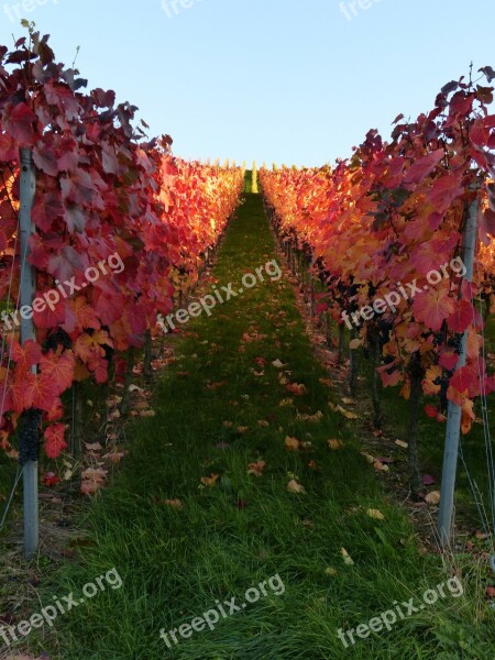 Vineyard Vines Autumn Wine Nature