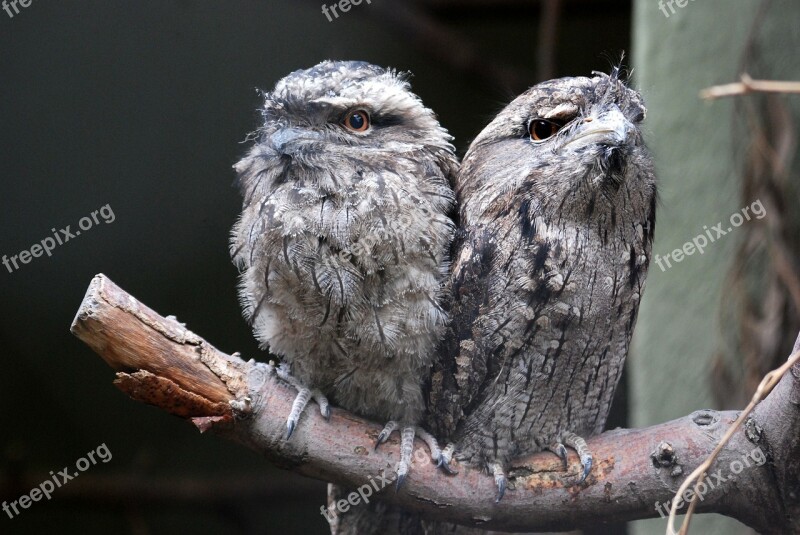 Tawny Frogmouth Australia Owl-like Bird