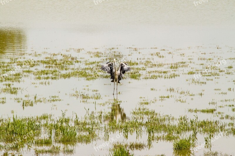 Grey Heron Heron Eastern Bird Free Photos